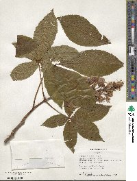 Aesculus glabra image