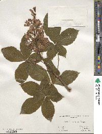 Aesculus glabra image