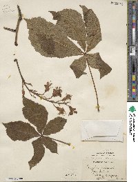 Aesculus glabra image