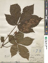 Aesculus glabra image