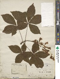 Aesculus glabra image