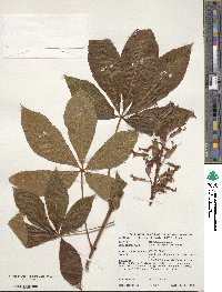 Aesculus pavia image