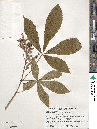 Aesculus pavia image