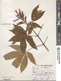 Aesculus pavia image