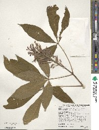 Aesculus pavia image