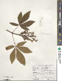 Aesculus pavia image