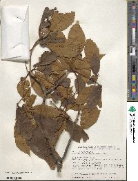 Aesculus pavia image