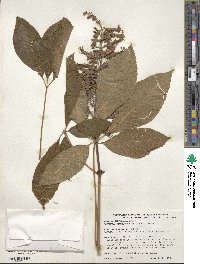 Aesculus pavia image