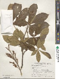 Aesculus pavia image