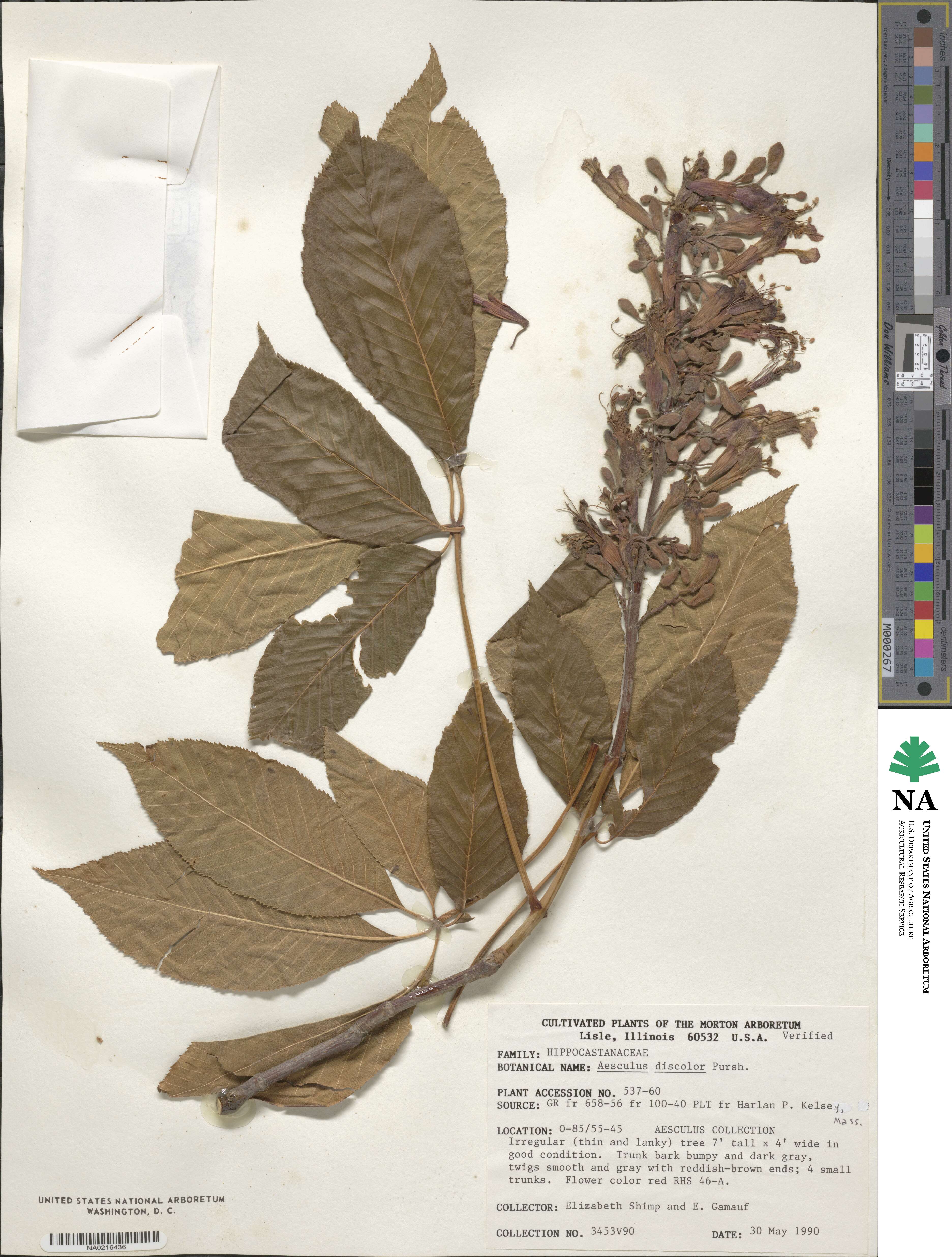 Aesculus pavia image