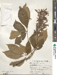 Aesculus pavia image