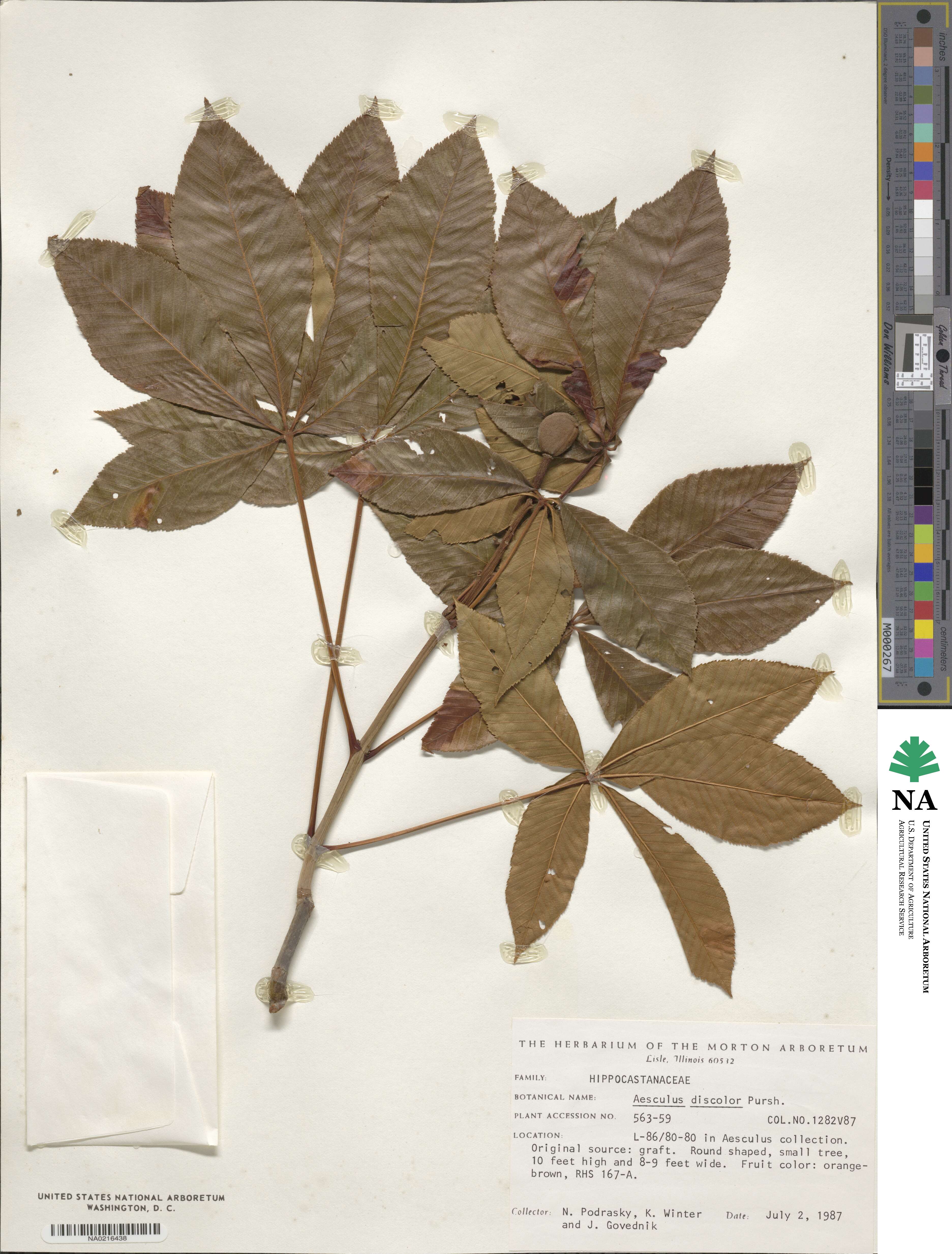 Aesculus pavia image