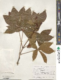 Aesculus pavia image