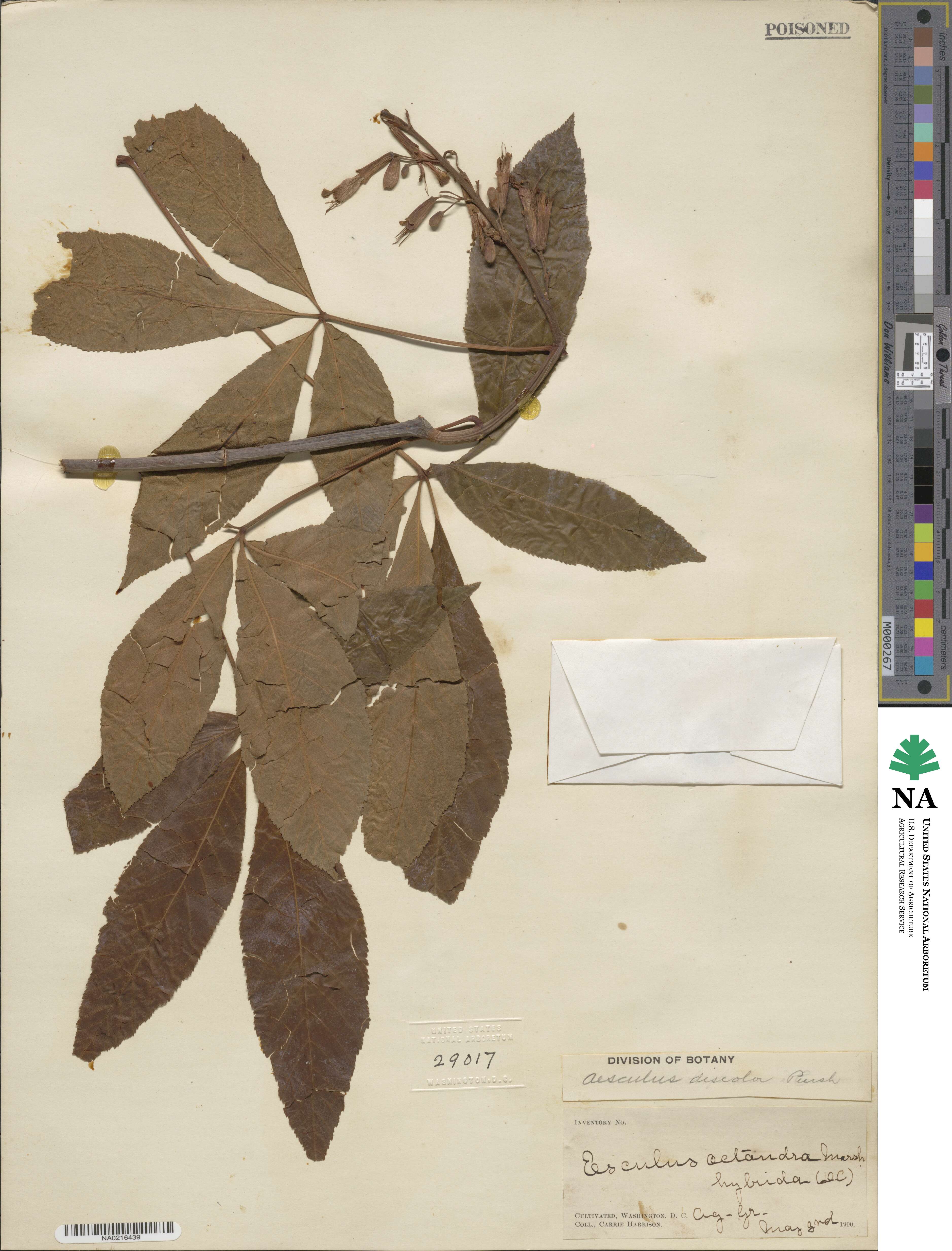 Aesculus pavia image