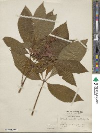 Aesculus pavia image