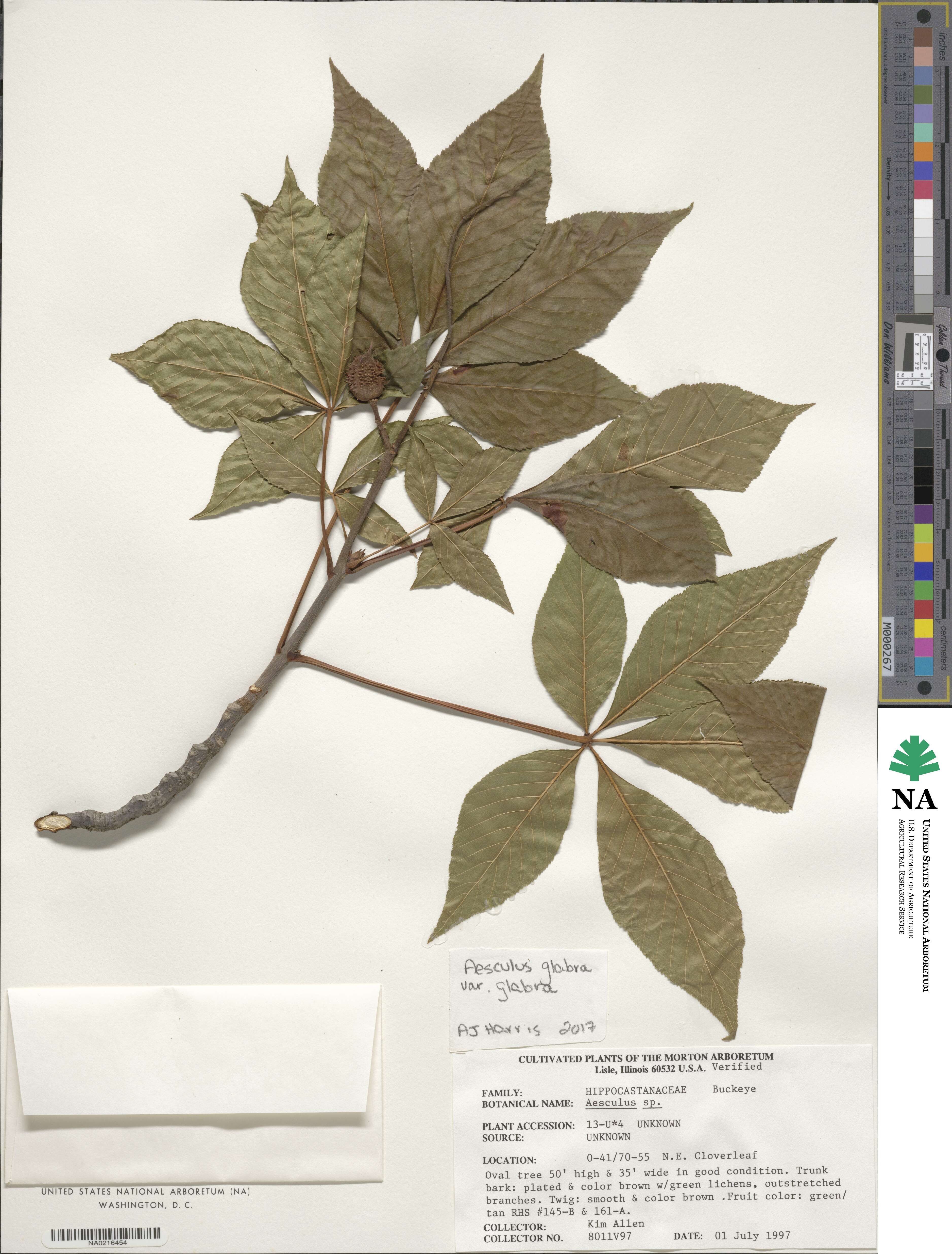 Aesculus glabra var. glabra image