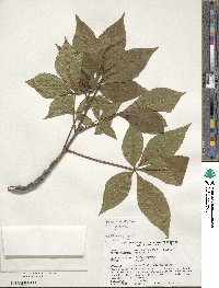 Aesculus glabra image