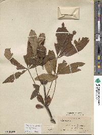 Aesculus glabra image