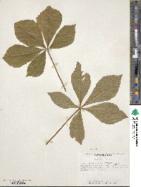 Aesculus flava image