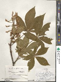 Aesculus flava image