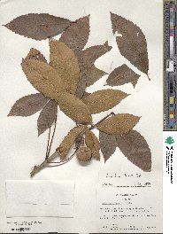 Aesculus flava image