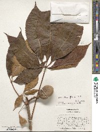 Aesculus flava image