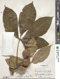 Aesculus flava image