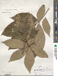 Aesculus flava image