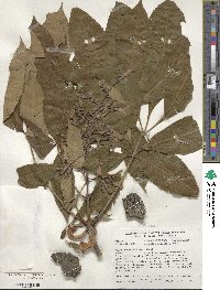 Aesculus flava image