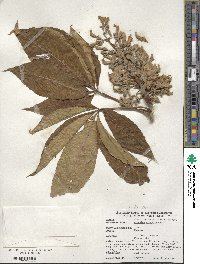 Aesculus flava image