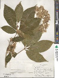 Aesculus flava image