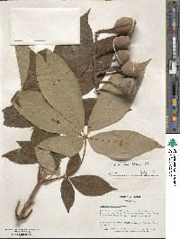 Aesculus flava image