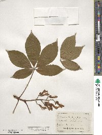 Aesculus flava image