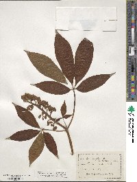 Aesculus flava image