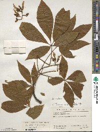 Aesculus flava image