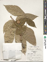 Aesculus flava image