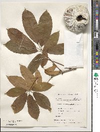 Aesculus flava image