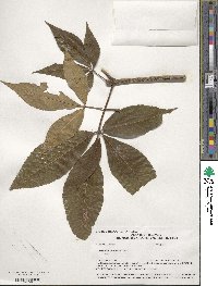 Aesculus flava image