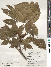 Aesculus flava image