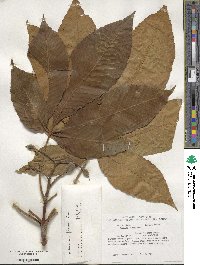 Aesculus flava image