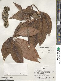 Aesculus flava image