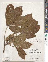 Aesculus flava image