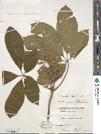 Aesculus flava image