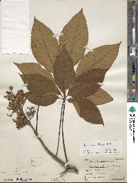 Aesculus flava image