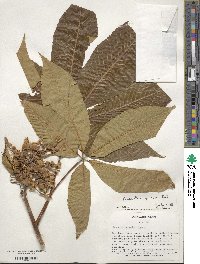 Aesculus flava image