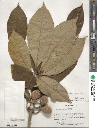 Aesculus flava image