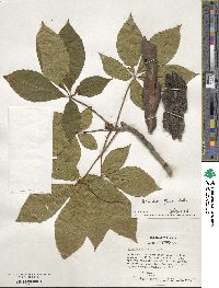 Aesculus flava image