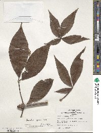 Aesculus flava image