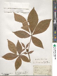 Aesculus flava image