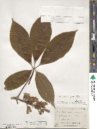 Aesculus flava image